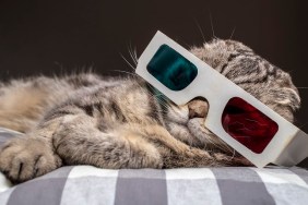 funny scottish fold cat watching a movie on television in 3D glasses lying on a pillow on the sofa