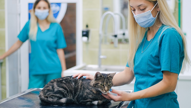 Cat on an animal clinic table and two female vets petting a cat as it recovers from examination