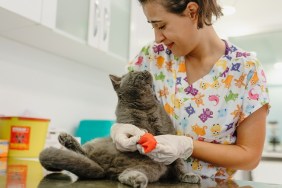 wounded cat doing leg bandage