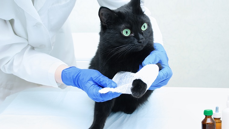 A veterinarian in a white coat and sterile gloves bandages the paw of a black cat. Close-up.