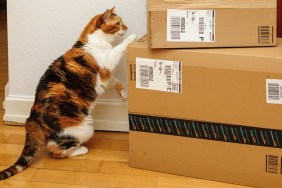 Paris, France - September 4, 2016: Curious cat inspecting multiple Amazon Prime boxes delivered by courier and left by the door by Hermes delivery courier
