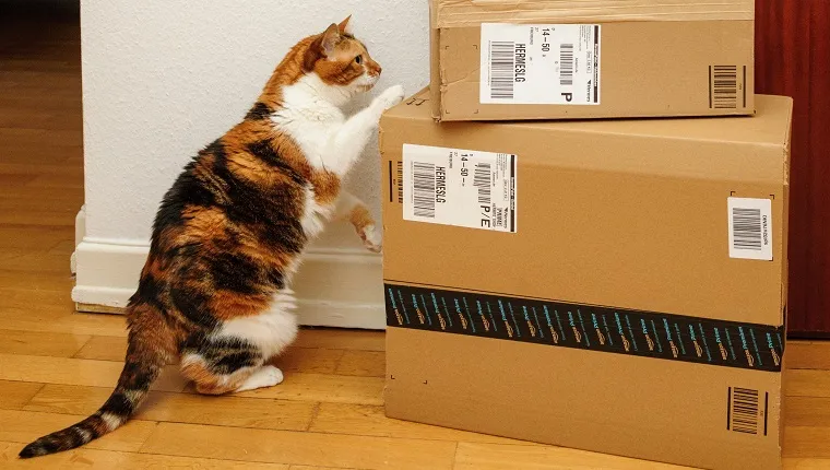Paris, France - September 4, 2016: Curious cat inspecting multiple Amazon Prime boxes delivered by courier and left by the door by Hermes delivery courier