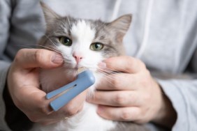 toothbrush for animals. man brushes teeth of a gray cat. animal care concept.