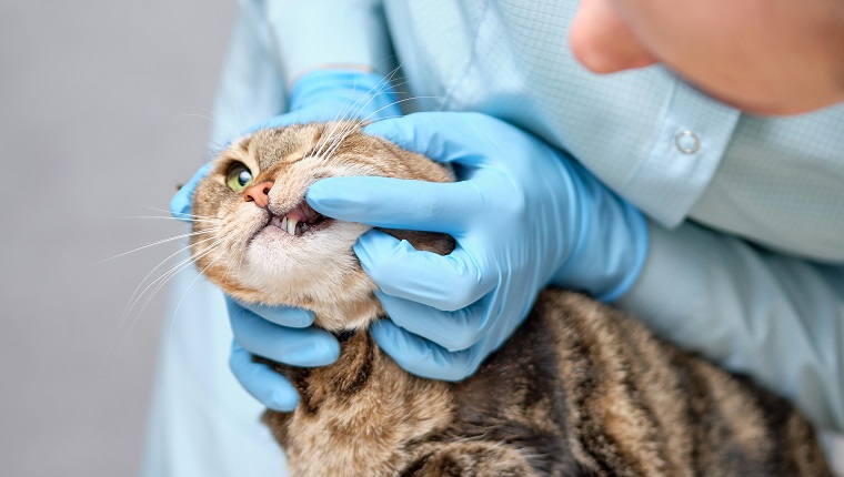 Veterinarian examines a cat for tooth decay. Close up.