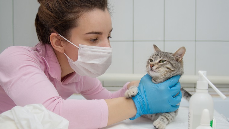 Neutering cats. A female veterinarian in a mask and gloves examines a cat in a veterinary clinic. A home pet is lying on a medical table at a doctor's office.