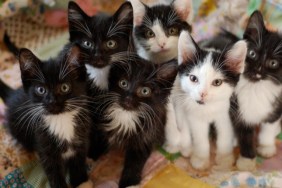 Tuxedo Kitten, black and white kitten