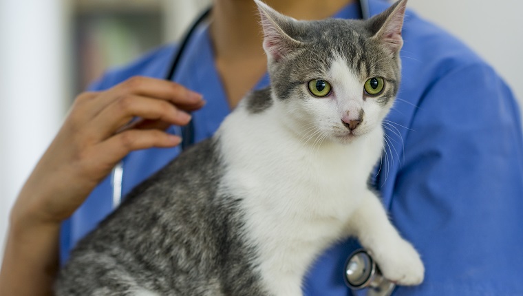 View of Cushing's Disease In Cats: Symptoms, Causes, & Treatments - CatTime
