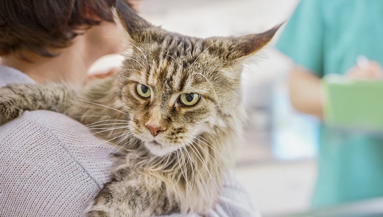 Maine Coon cat waiting patiently with owner at vet.