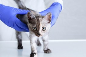 Little gray kitten at the vet doctor appointment. Vet clinic.