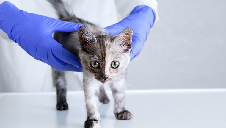 Little gray kitten at the vet doctor appointment. Vet clinic.