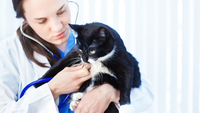 A caucasian woman veterinarian with a pet cat patient, a black and white medium hair domestic cat, the veterinarian is using a stethoscope examining the cat's chest. Photographed in a animal pet clinic hospital examining room in a horizontal format.