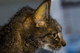 adult cat with liver failure, jaundice skin and dehydration