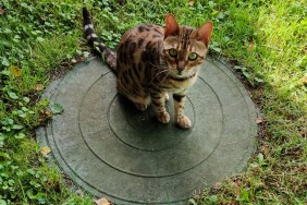 Bengal cat on the lid of the sewer manhole