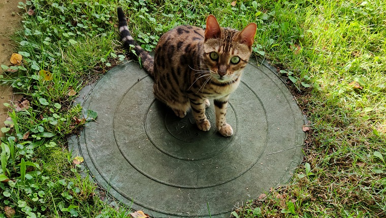 Bengal cat on the lid of the sewer manhole