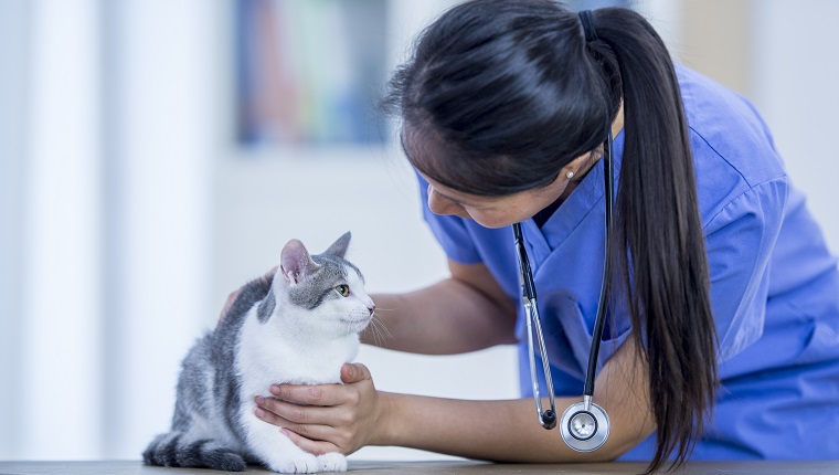A veterinarian and cat are indoors in the vet's office. The vet is holding the cat and examining it during a checkup.