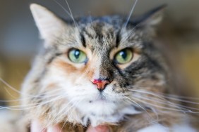 Closeup of Maine Coon calico cat face macro with focus on bloody cut nose after fight, with eyes and serious look, hand holding