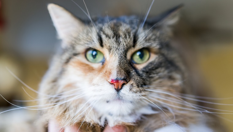 Closeup of Maine Coon calico cat face macro with focus on bloody cut nose after fight, with eyes and serious look, hand holding