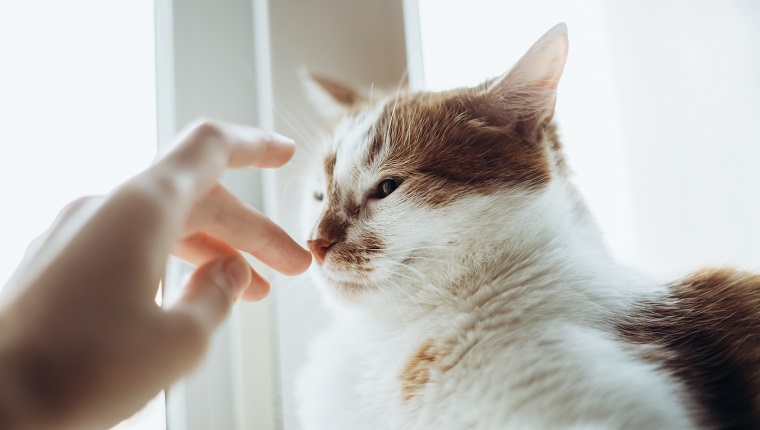 Female hand touches the wet nose of a young beautiful ginger cat sitting on the windowsill by the window