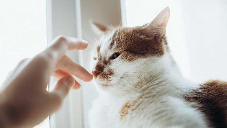 Nosebleeds In Cats: Symptoms, Causes, & Treatments - CatTime