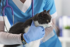 Close-up of professional vet examines lovely cat, appointment at veterinarian, planned checkup at doctor. Calm cat on procedure, nurse in uniform. Veterinary medicine, clinic for animals concept