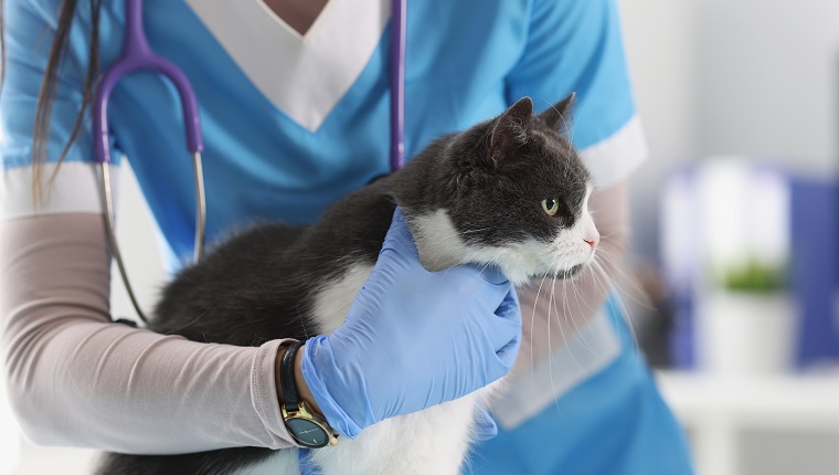 Close-up of professional vet examines lovely cat, appointment at veterinarian, planned checkup at doctor. Calm cat on procedure, nurse in uniform. Veterinary medicine, clinic for animals concept