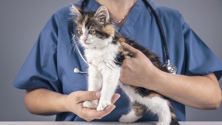 Veterinarian doctor examining a long haired tortoiseshell kitten at a vets surgery with a stethoscope
