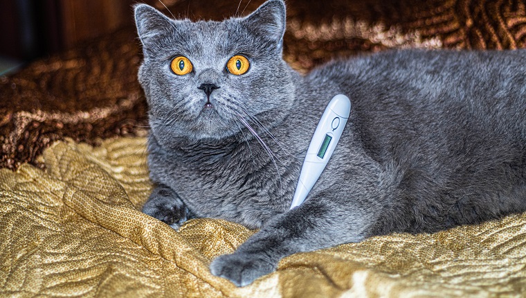 British cat lies on the bed with a thermometer. High quality photo