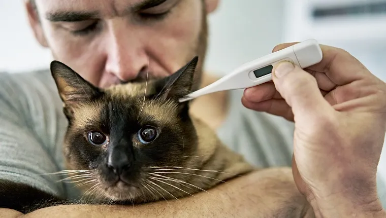 Close-up of worried pet owner holding cat while doctor uses digital thermometer in its ear to check vital signs.