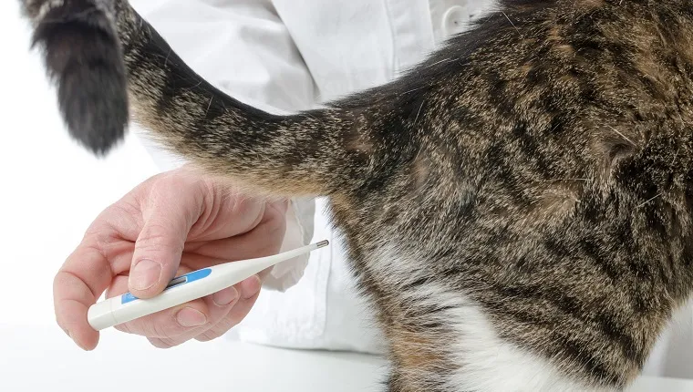 Veterinarian taking temperature of cat, closeup