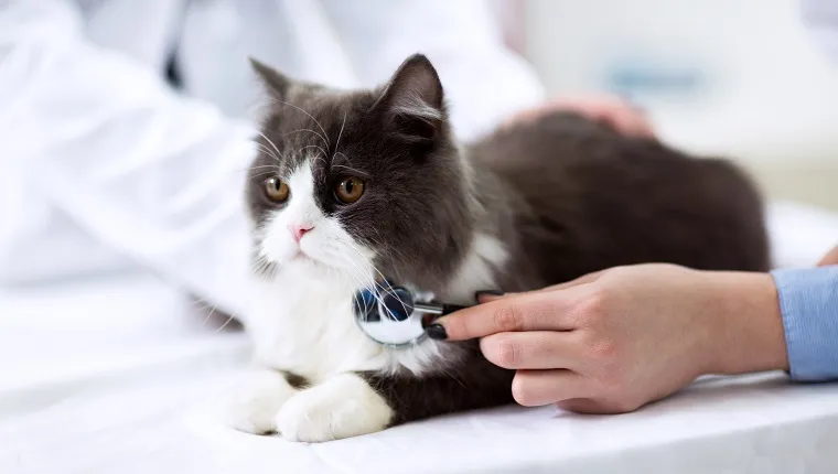 Veterinarian examining a kitten close up