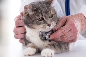 Veterinarian examining a cat with his stethoscope