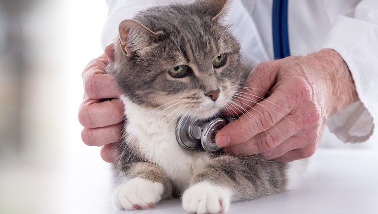 Veterinarian examining a cat with his stethoscope