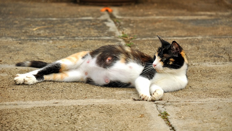 Obviously pregnant cat sprawled on the ground, she gave birth the next day.