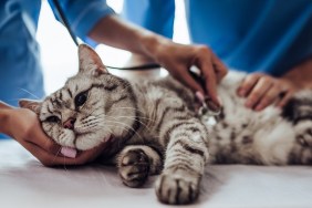 Cropped image of handsome doctor veterinarian and his attractive assistant at vet clinic are examining cute grey cat with stethoscope.