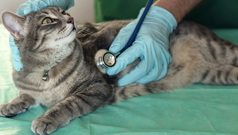 Banner with male veterinarian examines satisfied cat with a stethoscope. Gray cat on the examination table of the veterinary clinic. Veterinary care. Veterinarian and cat. Helping animals