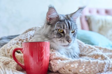 Winter portrait of fluffy gray senior cat lying in woolen warm clothes with mug, cozy at home.