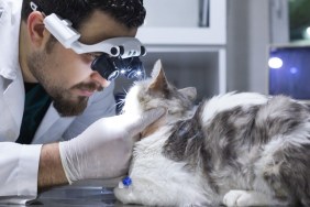 Veterinarian examining cat with sore eye