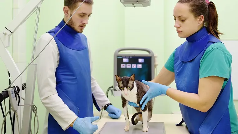 Myeloma (Bone Marrow Cancer) In Cats: Symptoms, Causes, & Treatments ...