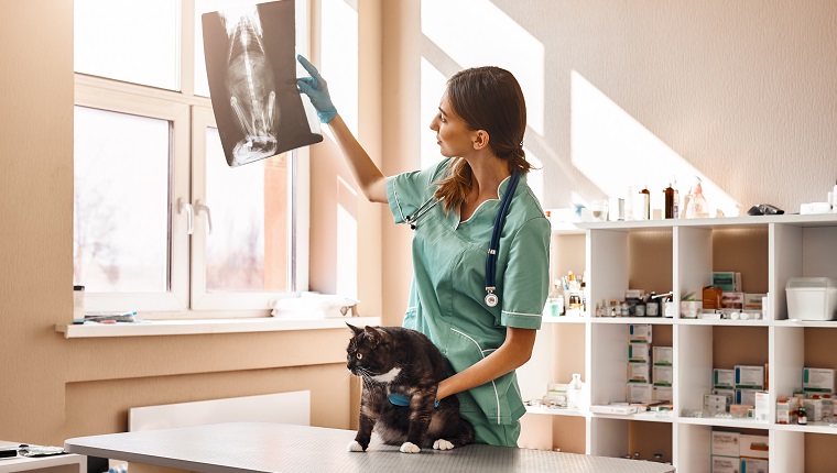 Let's see. Female veterinarian in work uniform is looking at a cat's X-ray and holding a patient with one hand during the examination at the veterinary clinic. Pet care concept. Medicine concept. Animal hospital