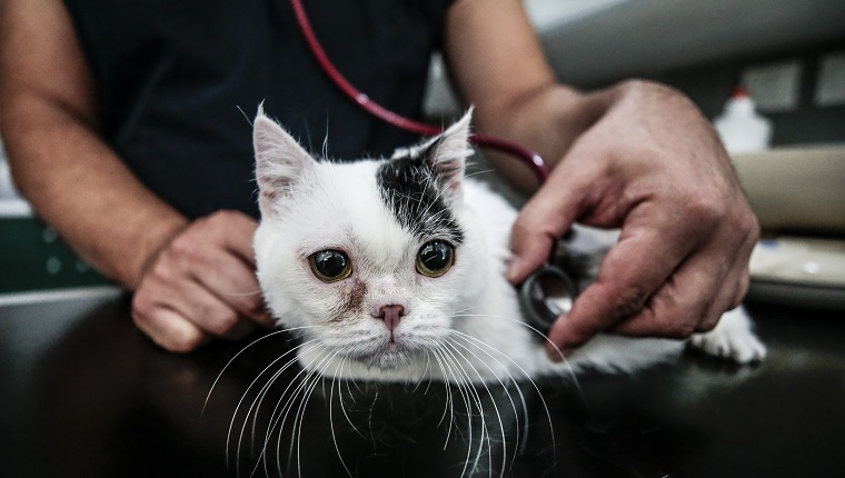 ANKARA, TURKEY - JULY 09: A cat named "Kaju", suffering from dwarfism, is being treated at a veterinary hospital in Ankara, Turkey on July 09, 2019. 2 and a half year old Kaju looks shorter and smaller than other cats as it suffers from dwarfism. It was brought to a hospital at the age of 6 months. It is 10 centimeters tall, weighing 1 and a half kilograms. Cat's treatment and health checks have been going on in the hospital for two years.