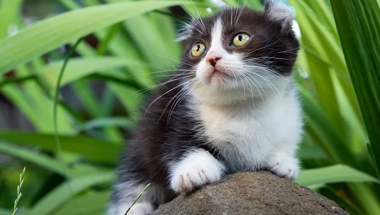 dwarf black and white cat kinkalow with short legs and curled back ears sits in the garden on a stone in summer
