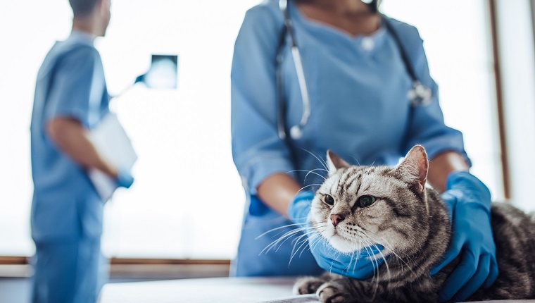 Cropped image of handsome doctor veterinarian is checking the x-ray on the background while his attractive assistant is examining cute grey cat at vet clinic table.