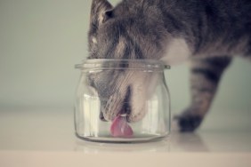 Grey Cat licking the bottom of a glass jar.