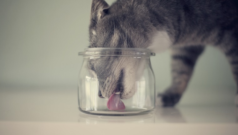 Grey Cat licking the bottom of a glass jar.