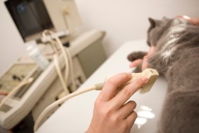 "Vet using ultrasound scan on a cat, Canon 1Ds mark III"