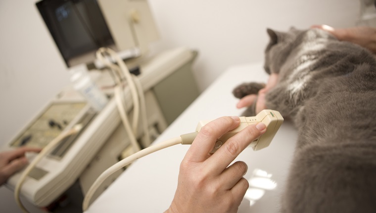 "Vet using ultrasound scan on a cat, Canon 1Ds mark III"