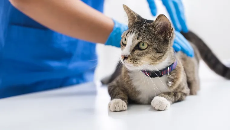 image of doctor vaccinating cat in vet clinic.