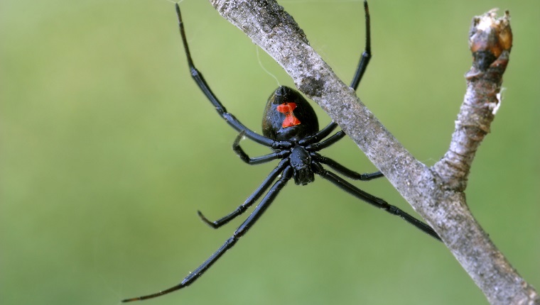 Legs extended and red hourglass showing, a female black widow spider waits, upside down in a web.  A thin tree branch provides some anchor points for the web. [url=http://www.istockphoto.com/file_search.php?action=file&lightboxID=7592829] [img]http://www.kostich.com/spiders_banner.jpg[/img][/url]