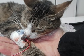 close up.sick cat with a catheter in his paw. blood transfusion