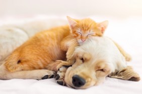 Cat and dog sleeping together. Kitten and puppy taking nap. Home pets. Animal care. Love and friendship. Domestic animals.